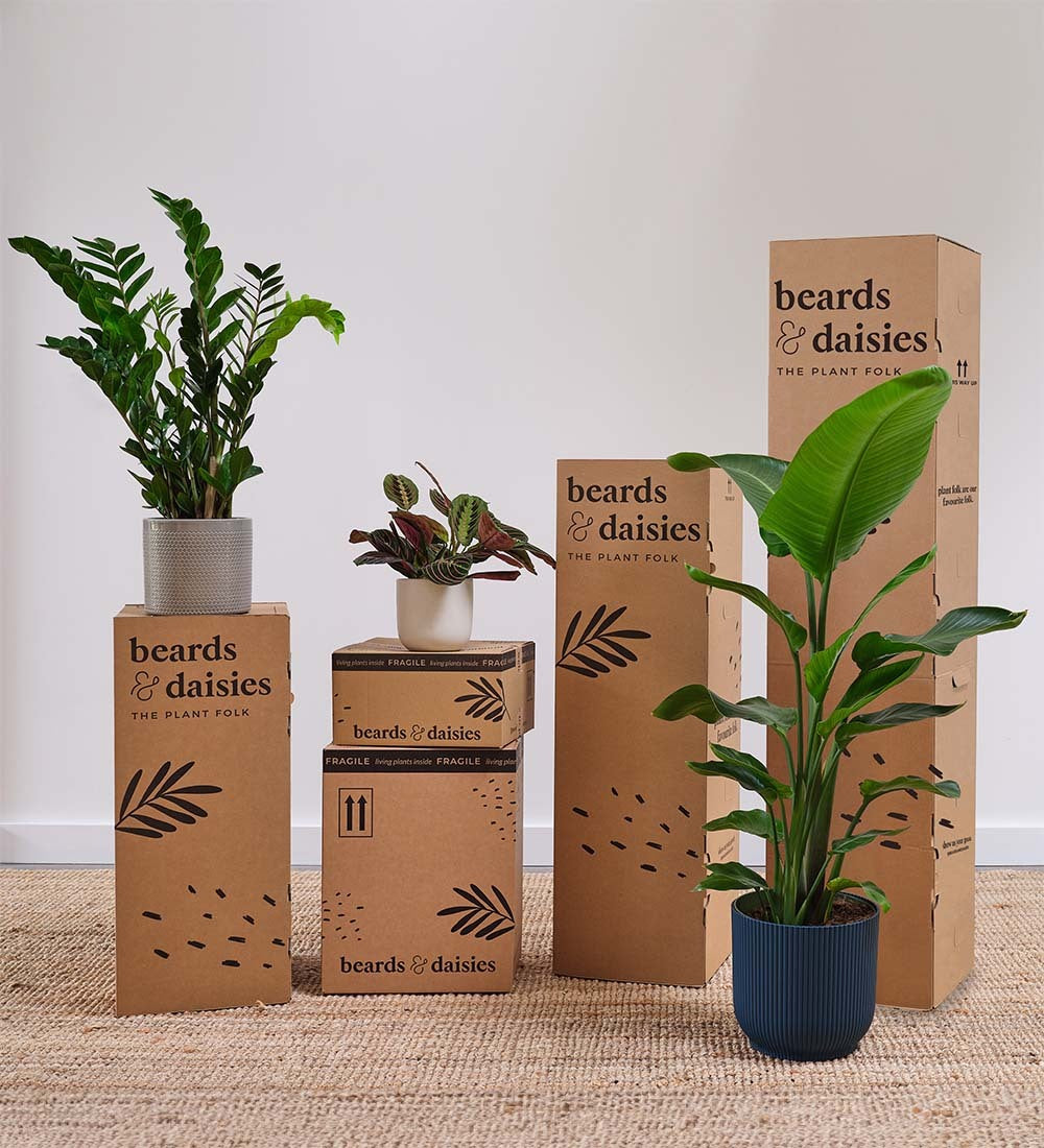 Alocasia Macrorrhiza